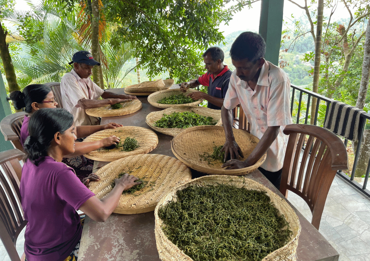 Artistry in Hand-Rolling