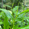 Whole Leaf  Cinnamon Green Tea - Image 4